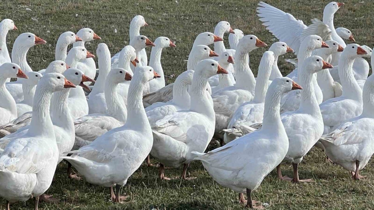 Kars’ta Kaz Kesim Sezonu Başladı, Lezzetler Sofralara Hazırlanıyor