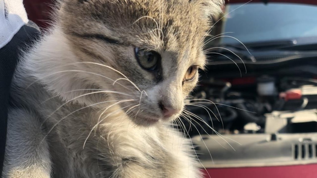 Kış Aylarında Hayvanları Korumak İçin &quot;Kaputa Vurun&quot; Çağrısı