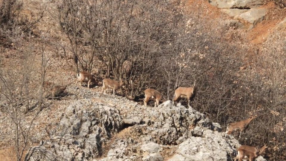 Malatya Akdağ&#039;da Dağ Keçileri Görüntülendi: Yer Çekimine Meydan Okuyor