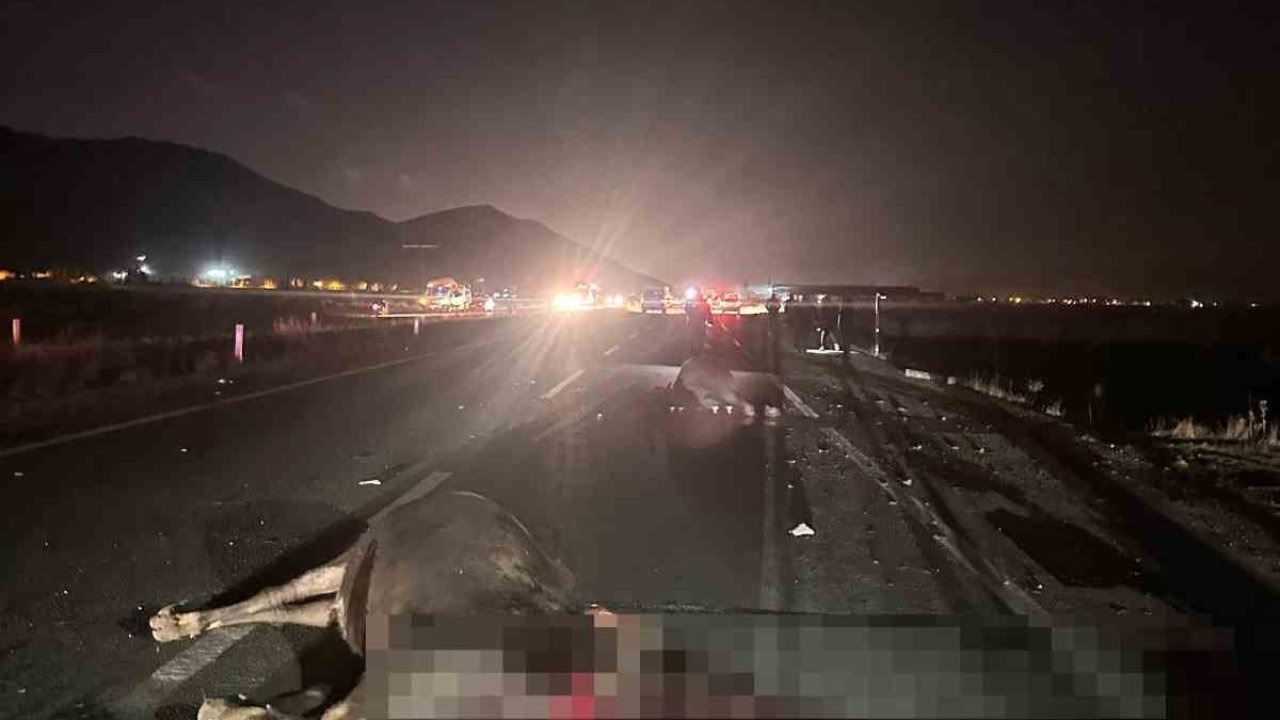 Muş-Bitlis Karayolunda Zincirleme Kaza: 1 Yaralı, 2 İnek Telef Oldu