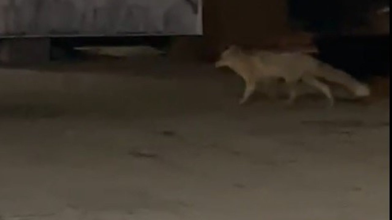 Muş Çarşı Merkezinde Yiyecek Arayan Tilki Görüntülendi