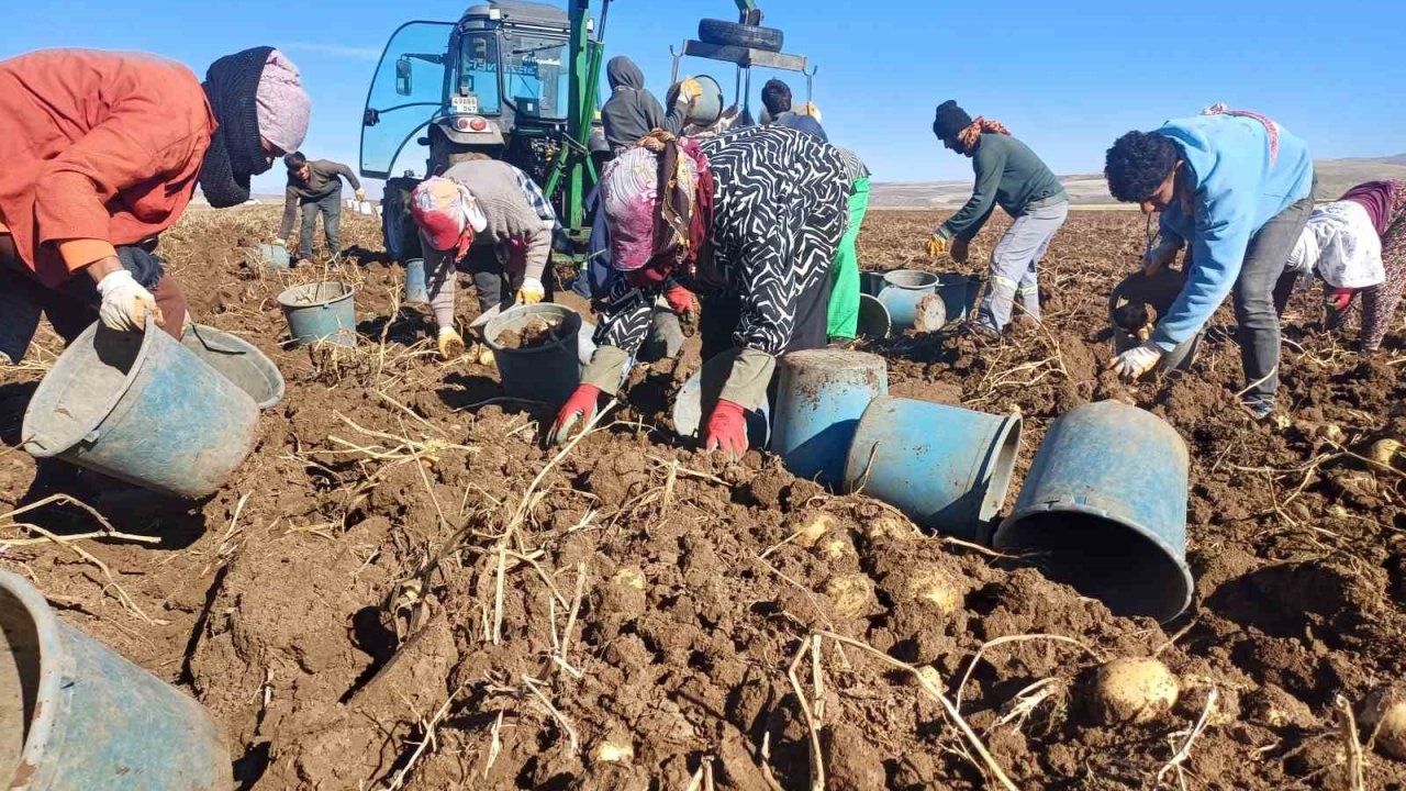 Muş Malazgirt’te İlk Kez Ekilen Patatesten Yüksek Verim: Üreticinin Yüzü Güldü