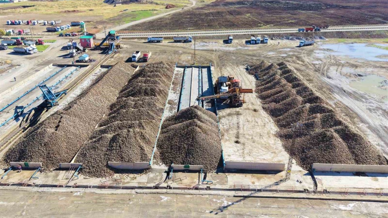 Muş Ovası&#039;nda Şeker Pancarı Hasadı Başladı: Ekonomiye 1,7 Milyar TL Katkı Bekleniyor