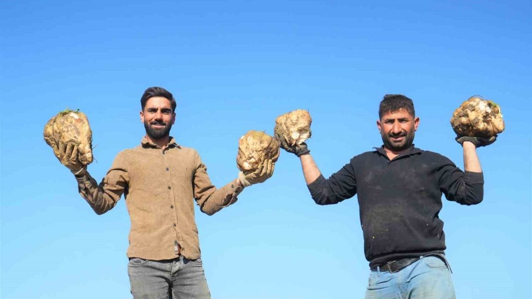 Muş Ovası’nda Şeker Pancarı Hasadı Tüm Hızıyla Sürüyor: Emeğin Karşılığı Alınıyor