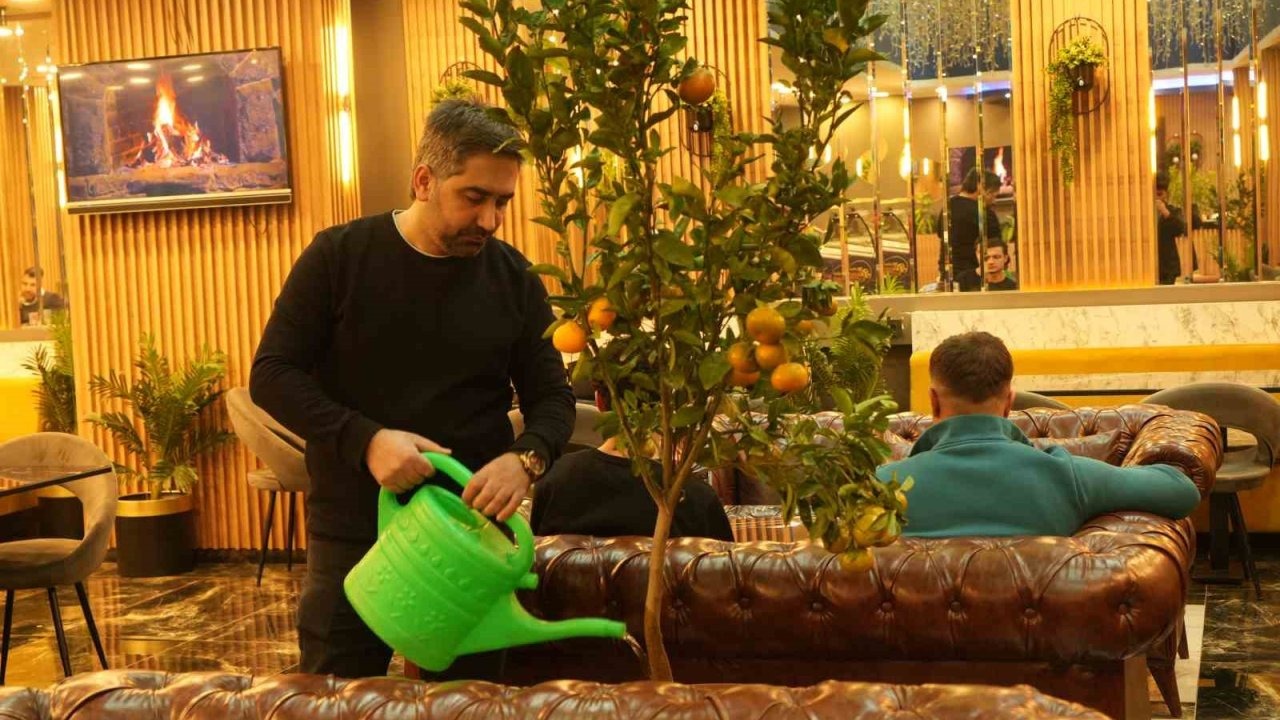 Muş’ta Kafenin Gözdesi Saksıda Yetişen Mandalina Ağaçları Oldu