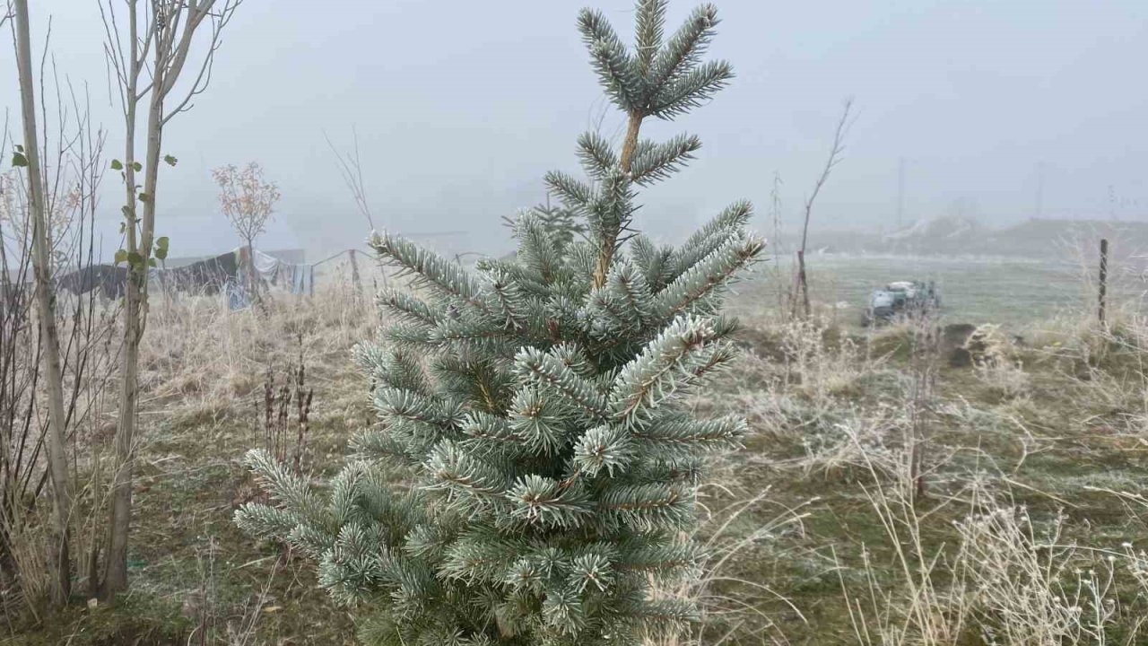 Patnos’ta Gece Soğukları Kırağı Oluşturdu: Kış Manzarası Başladı