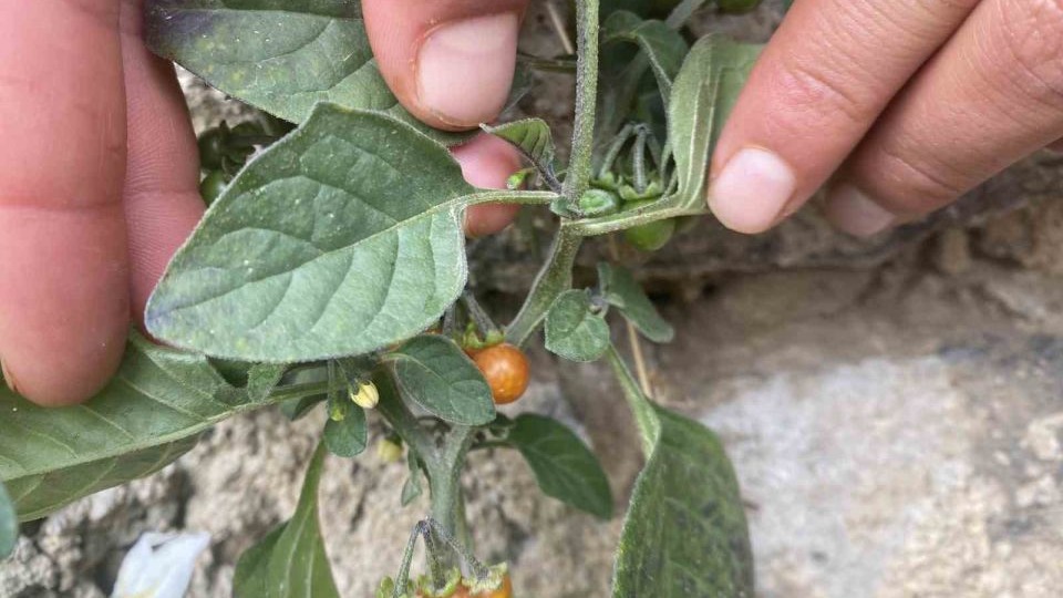 Patnos’ta Kasım Şaşkınlığı: Mevsim Normalleri Aşan Sıcaklıklar Bahar Manzaraları Oluşturdu!