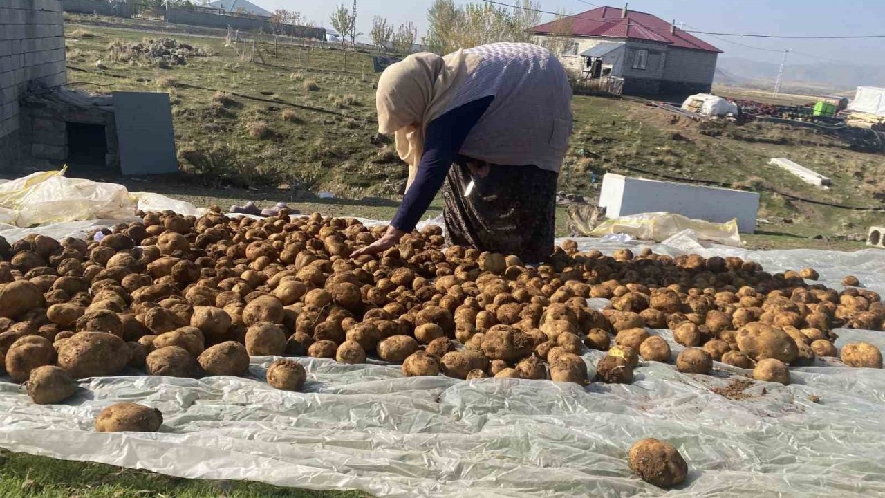 Patnos&#039;ta Kışlık Patates Geleneği: Binlerce Kilo Patates Toprağa Gömülerek Saklanıyor