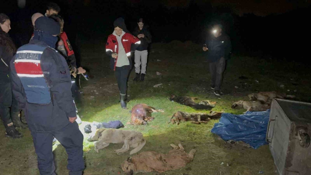 Samsun&#039;da Çöp Konteynerinde 9 Telef Olmuş Köpek Bulundu