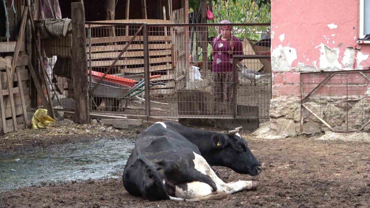 Şap Hastalığı Virüsü Kendini Hızlı Güncelliyor: Uzmanlardan &quot;Yeni Varyant&quot; Endişesi