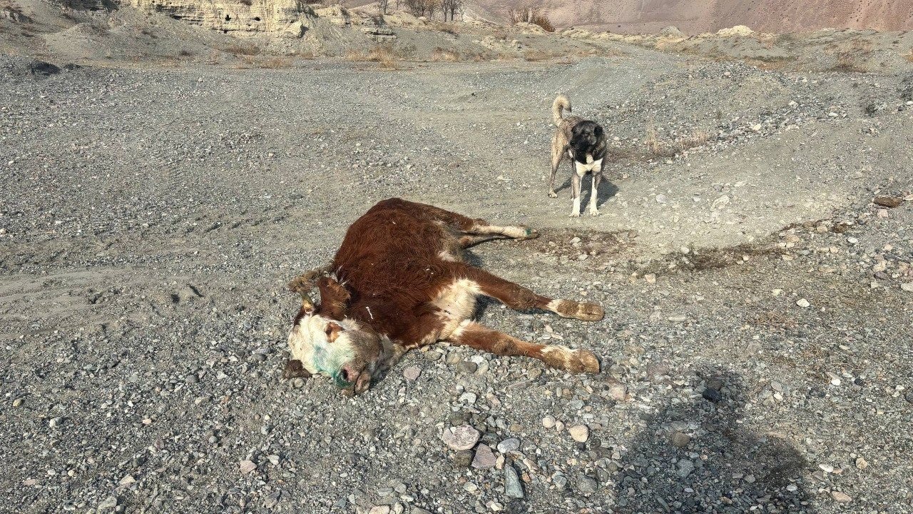 Şap Hastalığından Telef Olan Hayvanlar Meraya Atılıyor