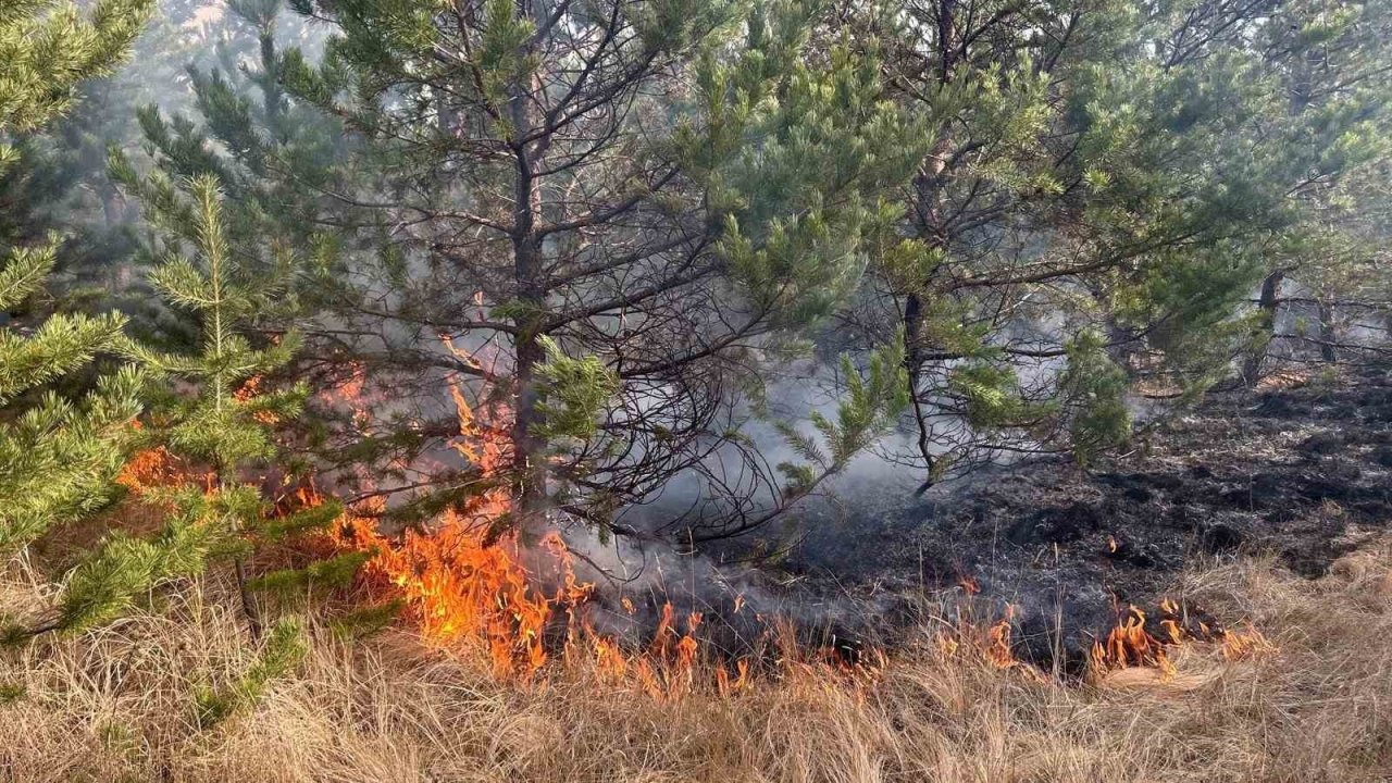 Sarıkamış Ormanlarında Örtü Yangını: Ekiplerin Yoğun Çabasıyla Kontrol Altına Alındı