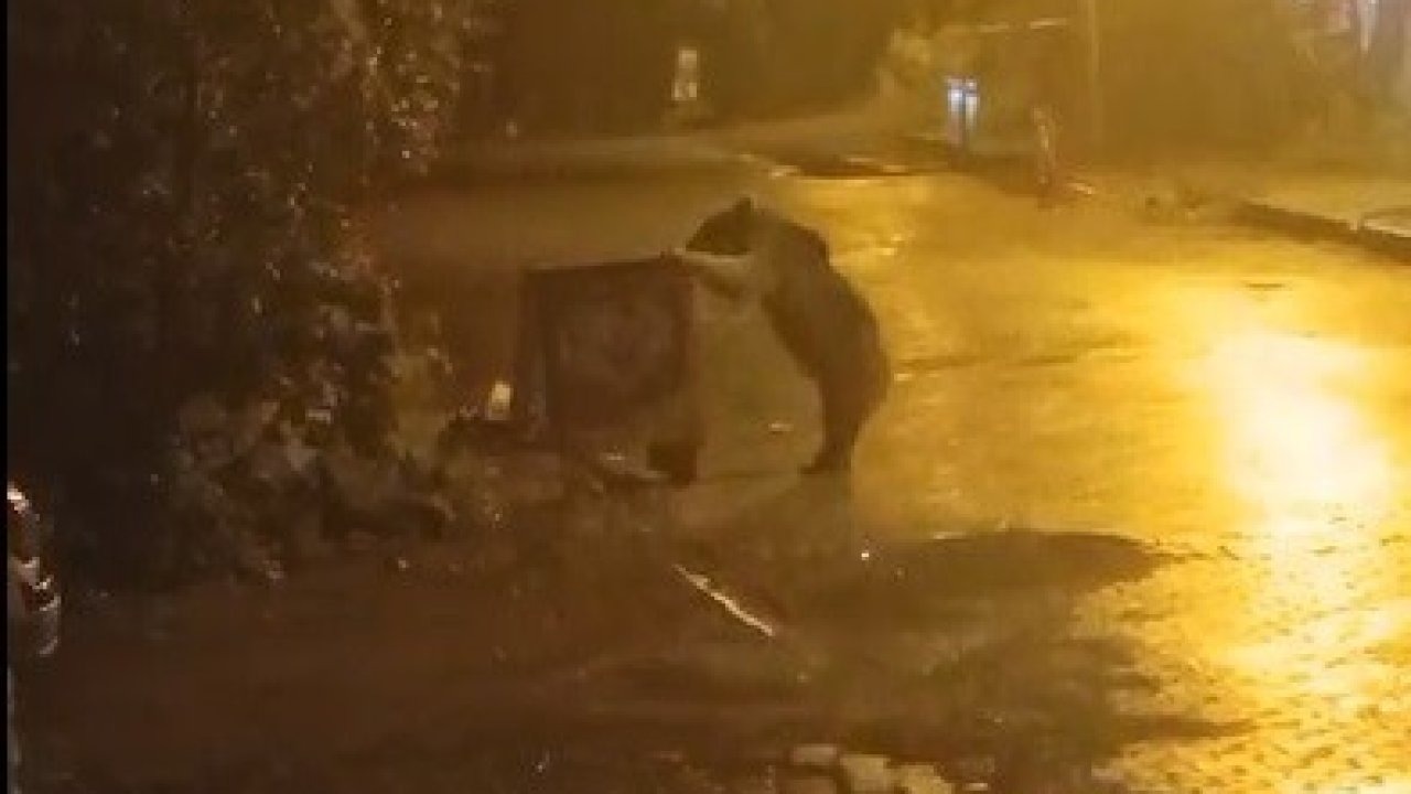 Sarıkamış&#039;ta Kış Uykusunu Unutan Bozayı Mahallede Yiyecek Aradı