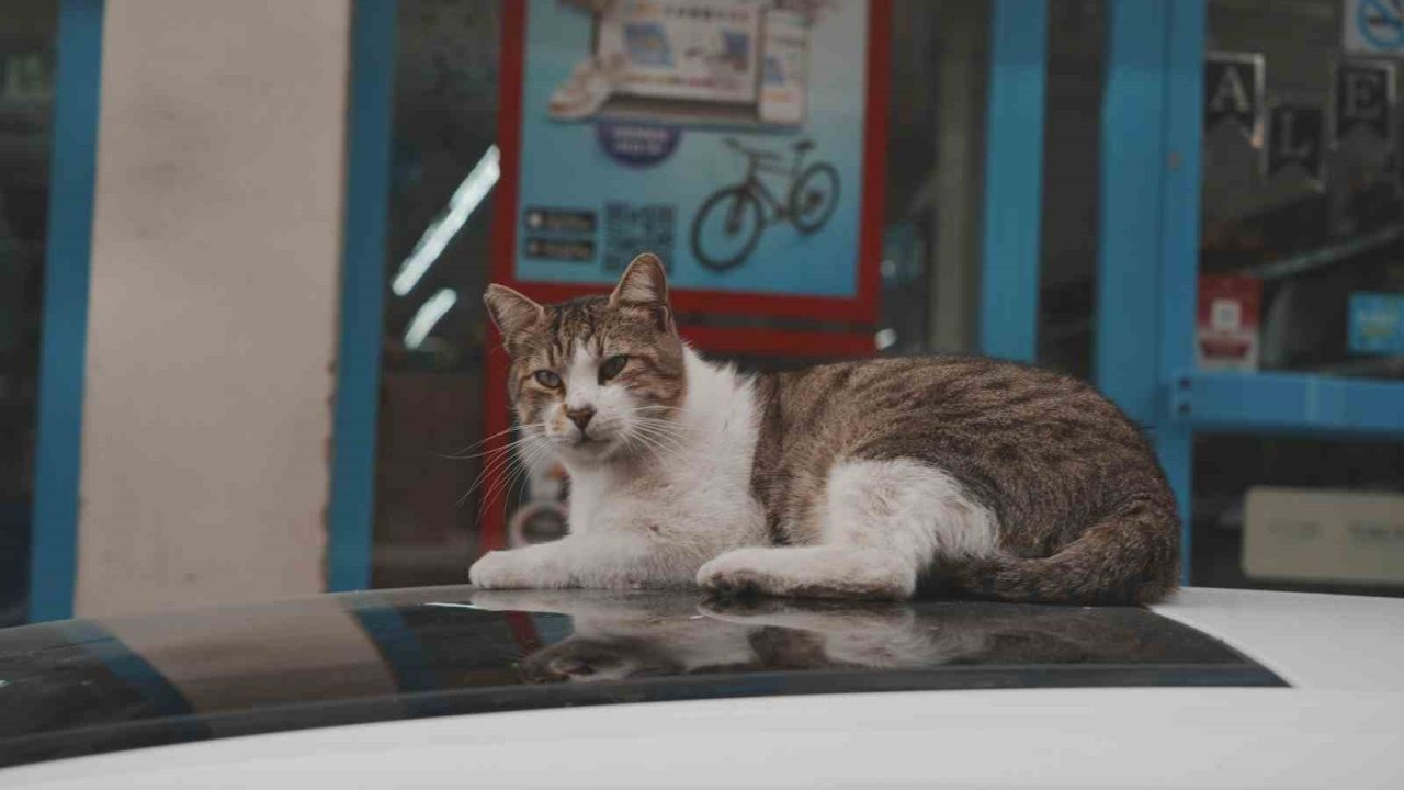 Şefkatli Davranışlar Vicdanları Isıtıyor: Türkiye&#039;nin Kalbi Sokak Kedileri İçin Atıyor: Merhametle Kurulan Yaşam Alanları