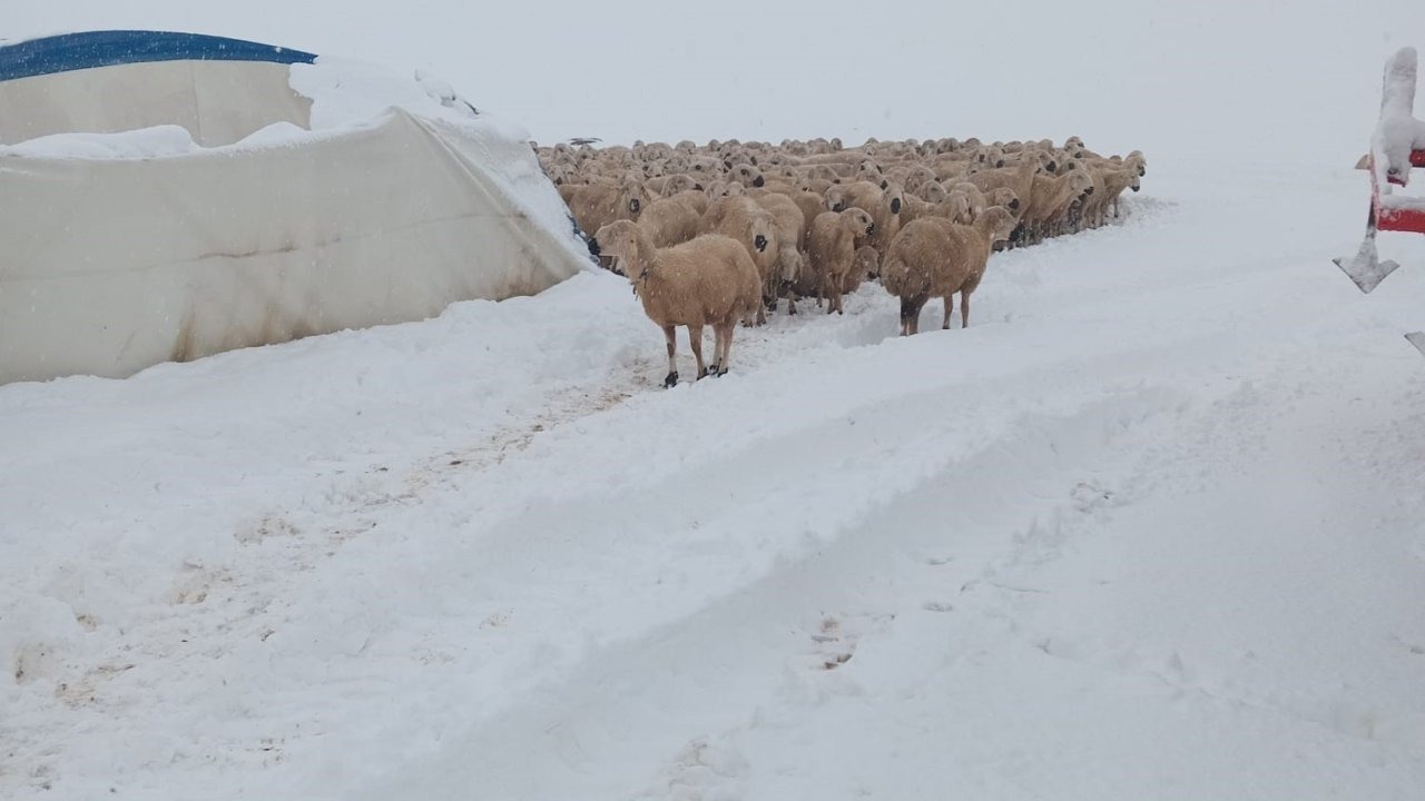 Sivas’ta Kar Yağışı Koyun Çadırını Çökertti: 8 Koyun Telef Oldu