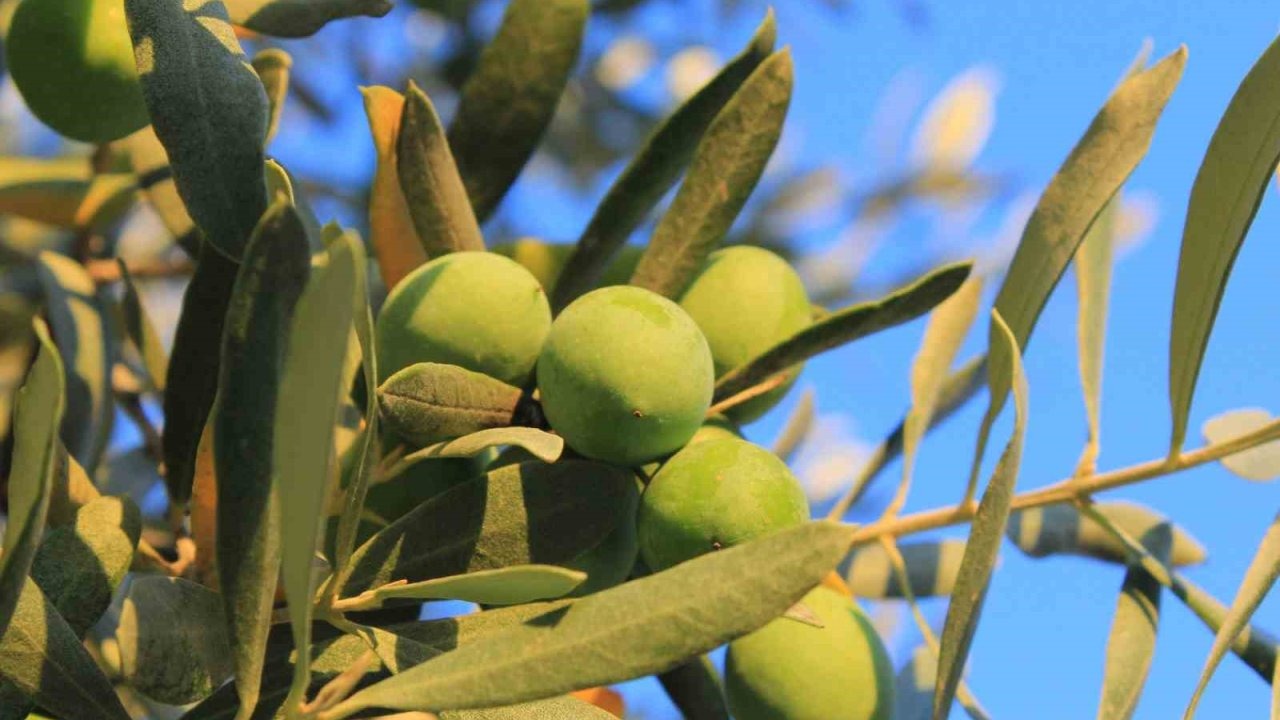 Sofralık Zeytin Alırken Nelere Dikkat Edilmeli? Uzmandan Önemli Tavsiyeler