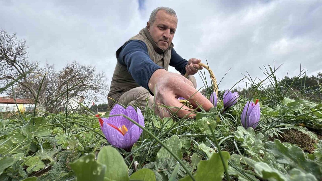 Soğuk Hava Safranın Hasadını Uzattı: Fiyatı Kilogramda 600 Bin Lira