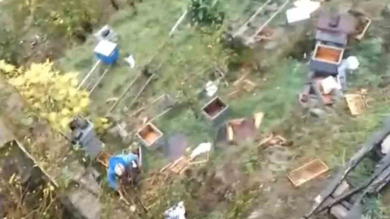 Trabzon’da Ayı Saldırısı: 50’den Fazla Arı Peteği Bir Gecede Yok Oldu