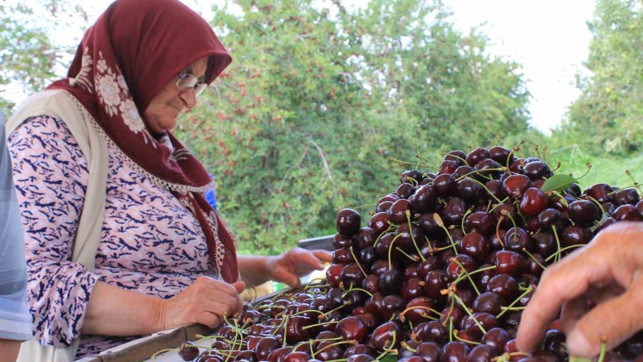 Türkiye Dondurulmuş Gıdada Dünya Liderliğine Oynuyor: Kiraz İhracatında Zirvedeyiz