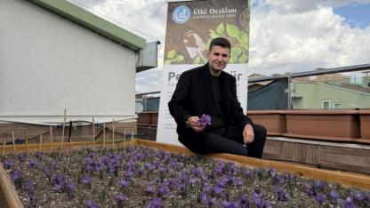 Ülkü Ocakları Genel Merkezi’nin Terasında Safran Hasadı Gerçekleştirildi