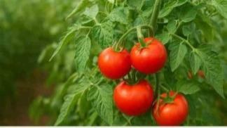 Van Muradiye&#039;de &quot;Domates Yetiştiriciliği&quot; Projesi İçin Başvurular Başladı