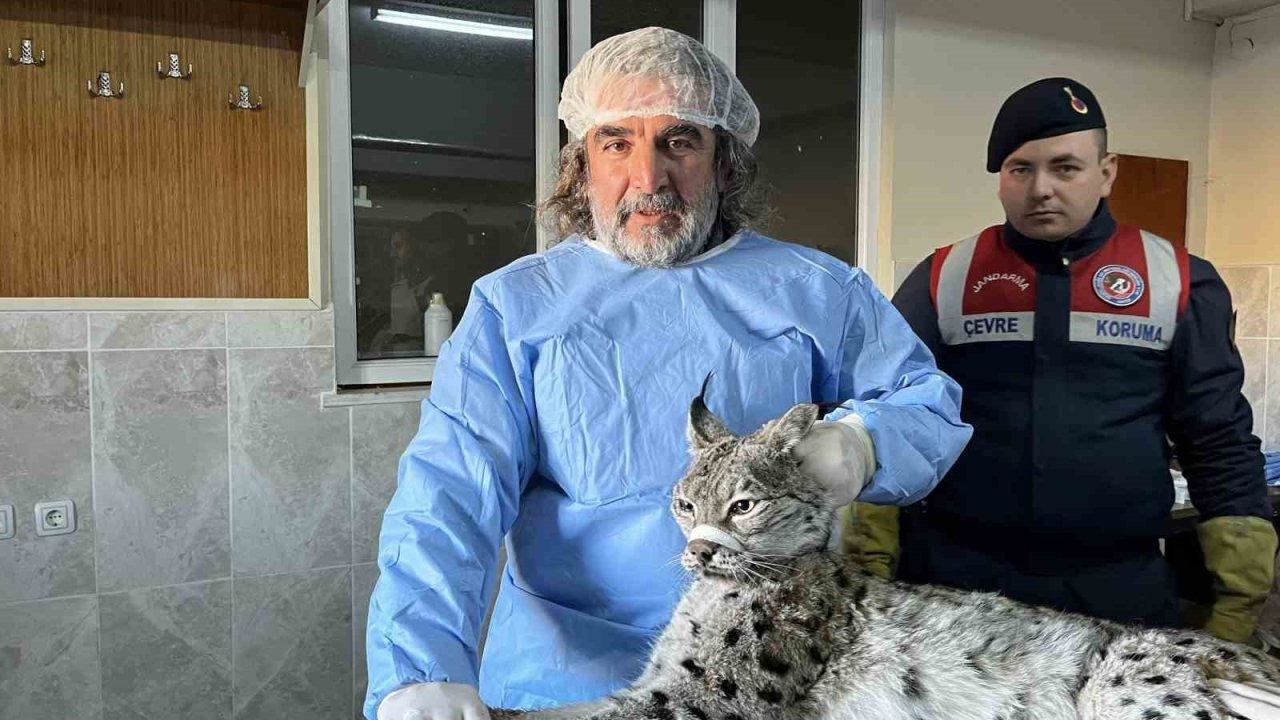 Van’da Bitkin Vaşak Kurtarıldı ve Tedaviye Alındı