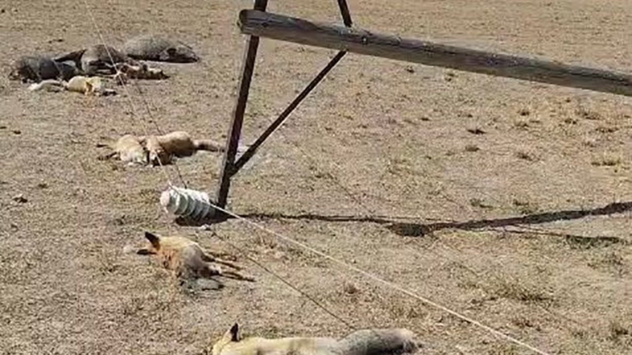 Van’da Korkunç Görüntü: Devrilen Elektrik Direği Yüzünden Çok Sayıda Yaban Hayvanı Telef Oldu