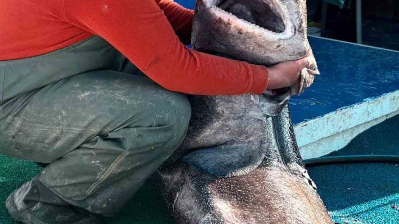 Yalova Açıklarında 4 Metrelik Pamuk Köpek Balığı Yakalandı