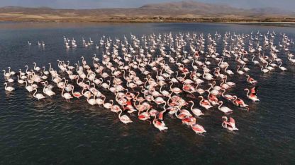 Erçek Gölü’nde Flamingoların Konaklama Süresi Uzadı