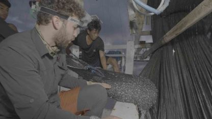 Veteriner Hekim Doğanay Vural, Endonezya'da Balina Köpekbalığını Kurtardı