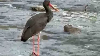 Türkiye’de nadir görülen kara leylek Karabük’te görüldü