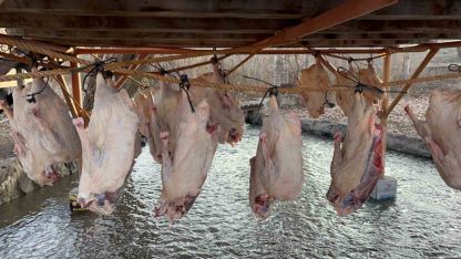 Kars Kazında "Kurutma" Dönemi Başladı: Meşhur Lezzet Sofralara Hazırlanıyor