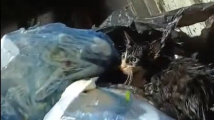 Kediyi poşete koyup çöpe attılar