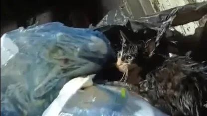 Kediyi poşete koyup çöpe attılar