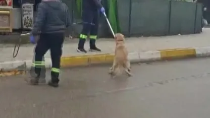 Adana’da başıboş sokak köpekleri toplanıyor