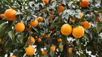 Adana’ya 4 gündür aralıksız yağan yağmur, çiftçiyi sevindirdi