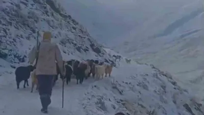 Ağrı'da Hayvanlar Kar ve Tipide Kaldı