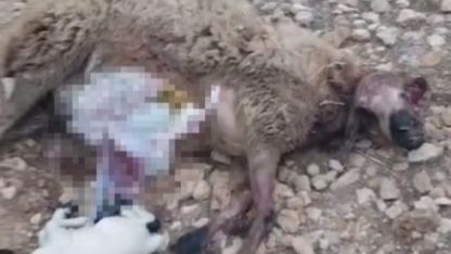 Şanlıurfa’da sürüye saldıran kurt 18 koyunu telef etti