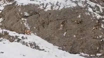 Güzeldere’nin karla kaplı yamaçlarda dağ keçileri görüntülendi