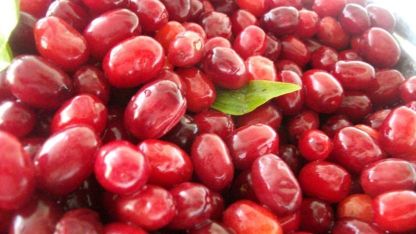 Kızılcık Mucizesi: Bağışıklığı Güçlendirir, Melatonin Kaynağıdır