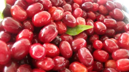 Kızılcık Mucizesi: Bağışıklığı Güçlendirir, Melatonin Kaynağıdır