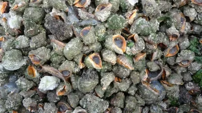 Karadeniz için en büyük iki tehdit: "Deniz salyangozu ve taraklı medüz"