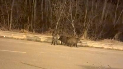 Yüksekova’nın farklı noktalarında domuz sürüleri görüntülendi
