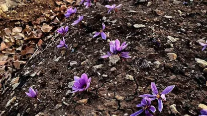 Siirt’te safran üretiminde ilk başarılı uygulama gerçekleştirildi