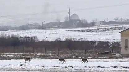 Kars Merkez Sanayiye İnen Kurt Sürüsü Tedirgin Etti: 6 Kurt Görüntülendi