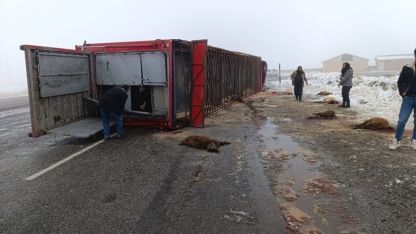 Patnos'ta Küçükbaş Hayvan Yüklü Tır Devrildi: 10 Hayvan Telef Oldu