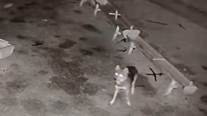 Ağıla giren kurt, 2 koyunu telef etti