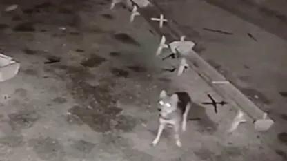 Ağıla giren kurt, 2 koyunu telef etti