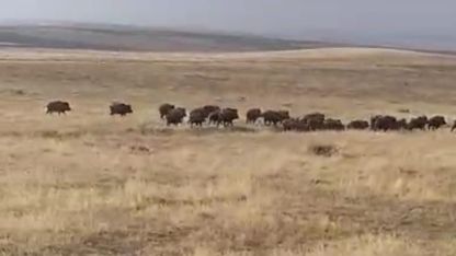 Malazgirt'te Devasa Yaban Domuzu Sürüsü Görüntülendi: Köylüler Şaşkın