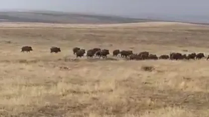 Malazgirt'te Devasa Yaban Domuzu Sürüsü Görüntülendi: Köylüler Şaşkın